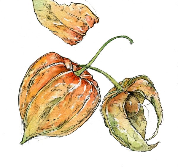 Физалис скетч