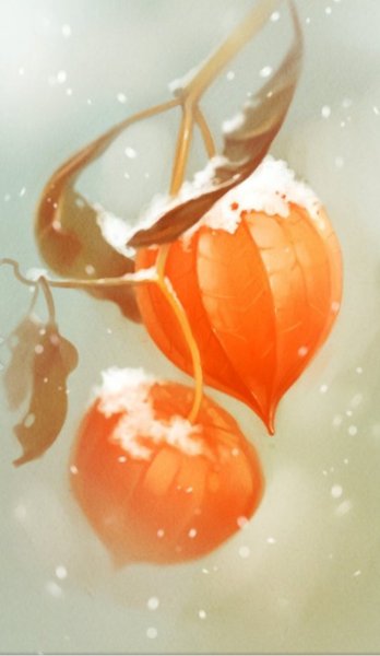 Физалис физалис Светка-конфетка