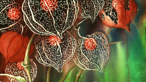 Физалис батик