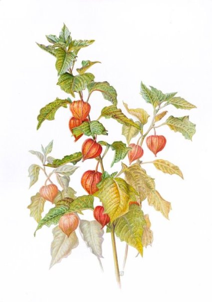 Акварель Ботаническая физалис