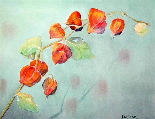 Физалис акварелью