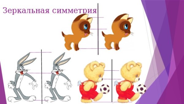 Зеркальная симметрия рисунки животных