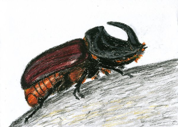 Жуки масляной пастелью