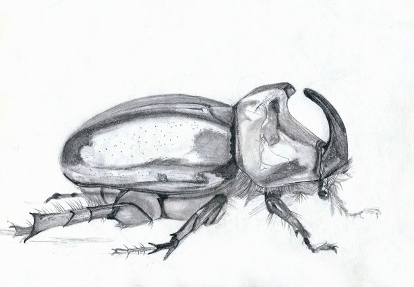 Жесткокрылые рисунок