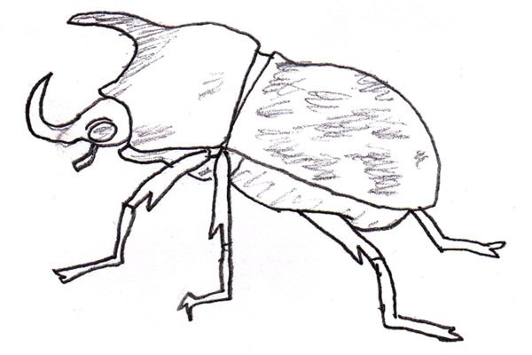 Нарисовать жука носорога