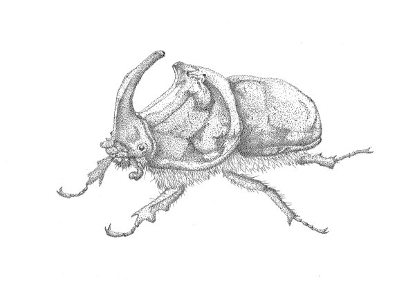 Жук носорог раскраска для детей