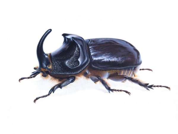 Жук носорог на белом фоне
