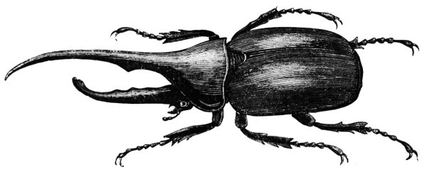 Жук Геркулес черно белое