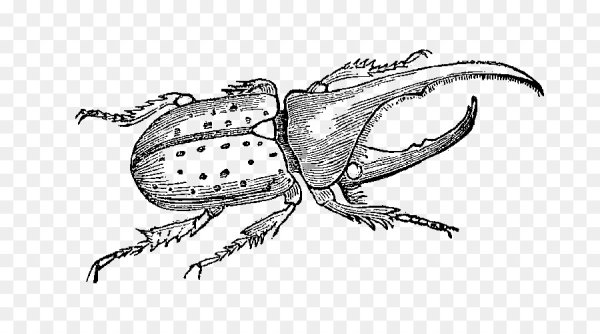 Жук Геркулес рисунок