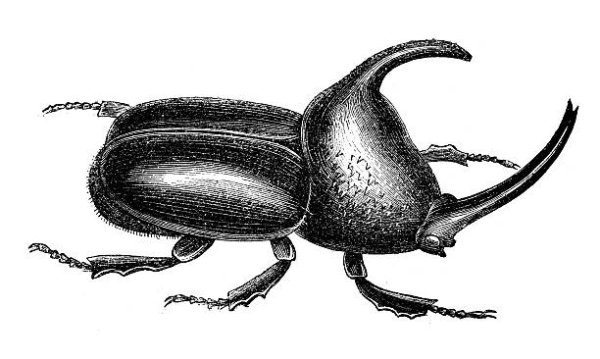 Жук носорог чб