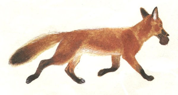 Раскраска Лесные животные