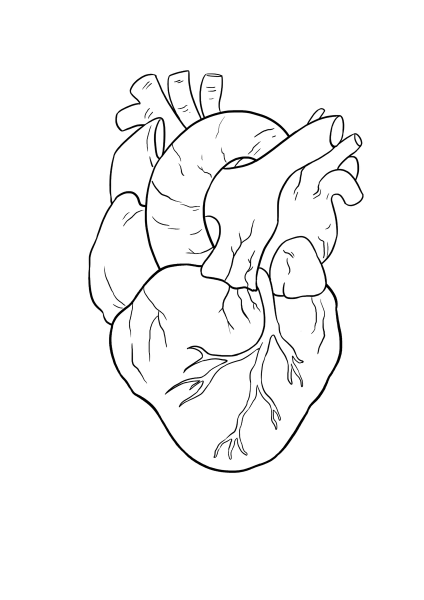 Нарисовать сердце человека