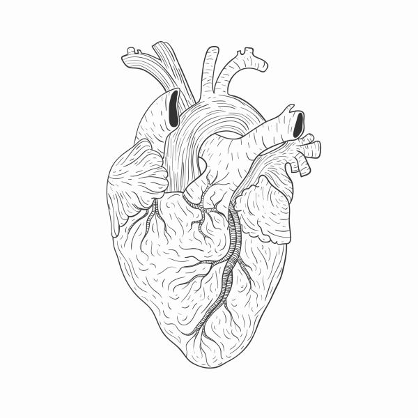 Настоящее сердце вектор
