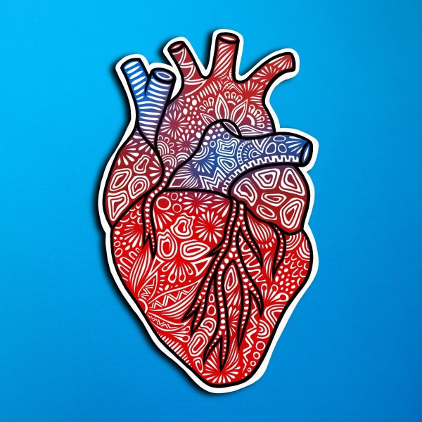 Нарисованное Анатомическое сердце