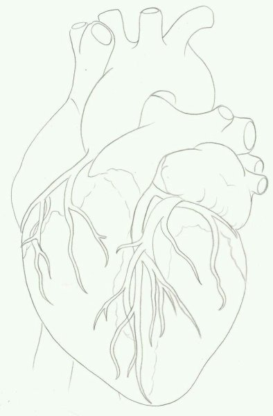 Сердце нарисовать человеческое