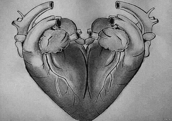 Человеческое сердце эскиз