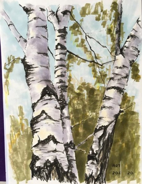 Береза Графика