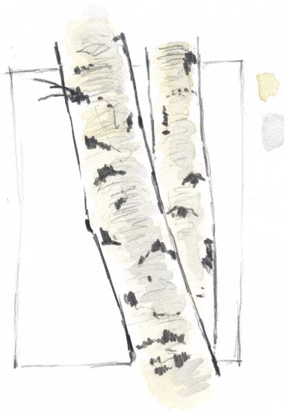 Ствол березы для детей