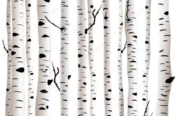 Ствол березы на белом фоне