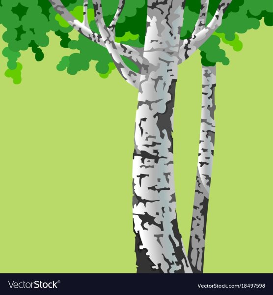Ствол березы вектор