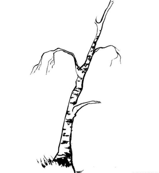 Береза без листьев