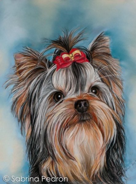 Скетчинг Йоркширский терьер