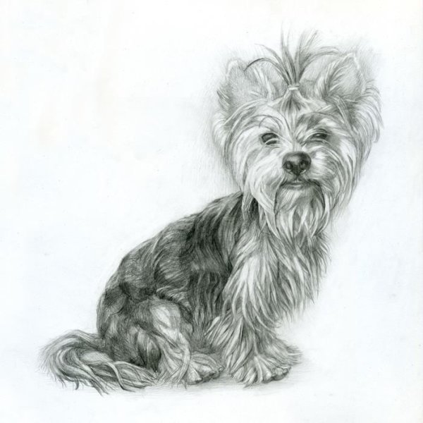 Йоркширский терьер