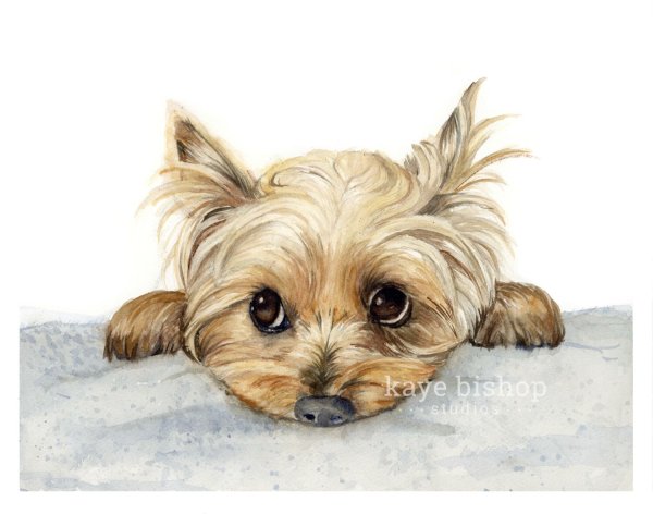 Нарисовать Йорка