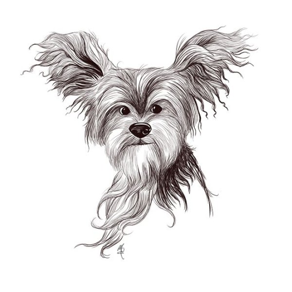 Йоркширский терьер