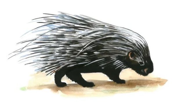 Дикобраз скетч