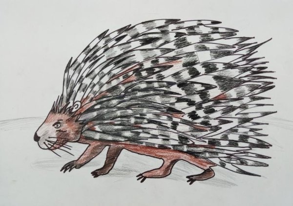 Дикобраз рисовать