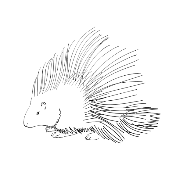 Дикобраз раскраска для детей