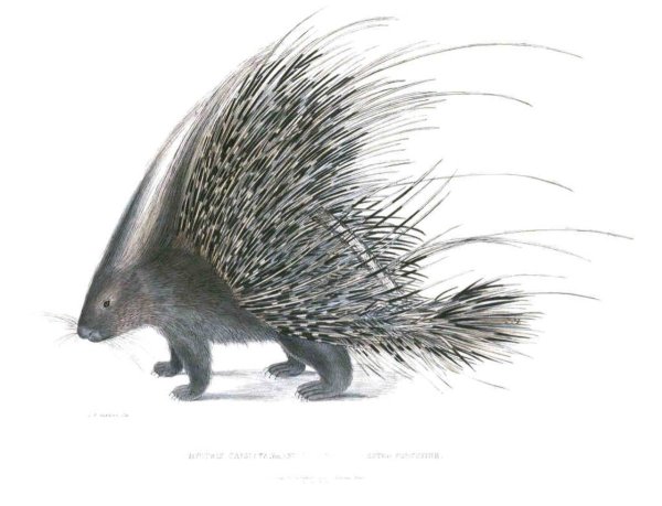 Дикобраз Ротшильда