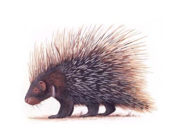 Дикобраз на белом фоне