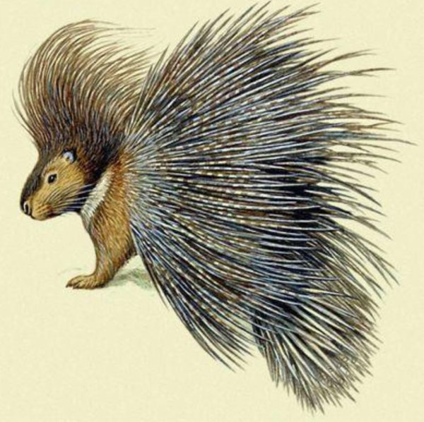 Дикобраз для детей