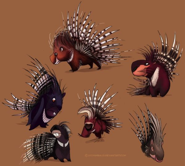 Дикобраз анатомия