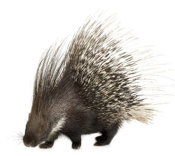 Белый Дикобраз