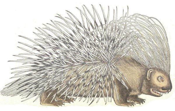Дикобраз на белом фоне
