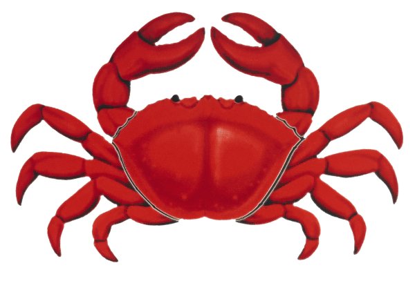 Краб на белом фоне