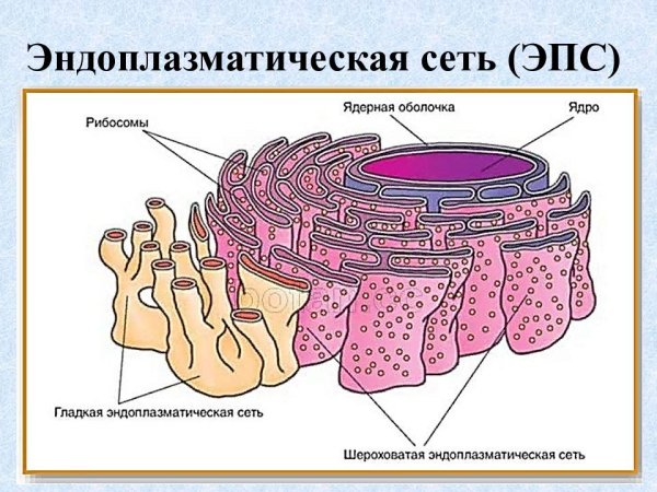 Гладкая эндоплазматическая сеть