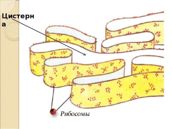 ЭПС рисунок
