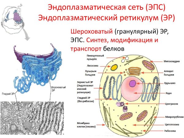 Гладкая эндоплазматическая сеть рисунок в клетке