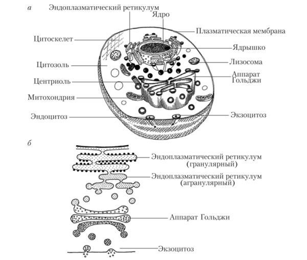 Эндоплазматический ретикулум строение схема