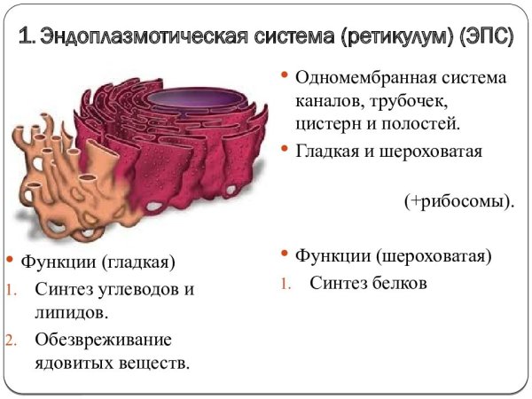 Строение гладкой эндоплазматической сети клетки