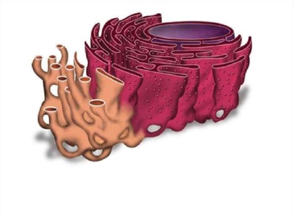 Строение эндоплазматический ретикулум клетки