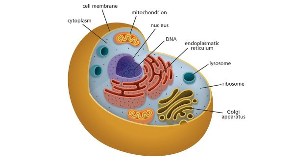 Рисунок комплекс Гольджи клетки