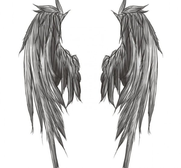 Крылья летучей мыши эскиз