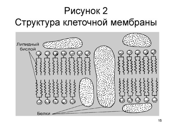 Наружная клеточная мембрана схематическое изображение