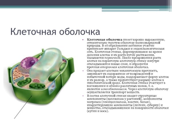 Структура клеточной оболочки растительной клетки