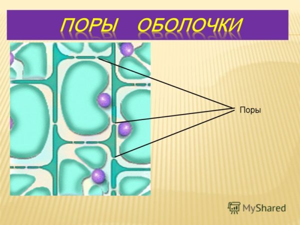 Строение поры растительной клетки